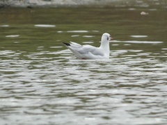 Chroicocephalus ridibundus