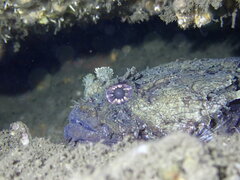 Batrachomoeus dubius