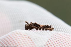 Limenitidinae