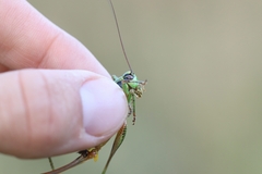 Eupholidoptera schmidti