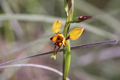 Diuris corymbosa
