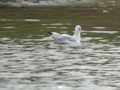Chroicocephalus ridibundus