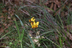 Diuris corymbosa