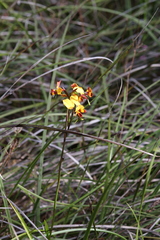 Diuris corymbosa