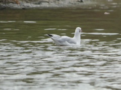 Chroicocephalus ridibundus