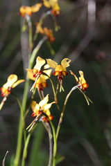 Diuris corymbosa
