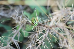 Eupholidoptera schmidti