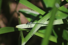 Austroargiolestes icteromelas