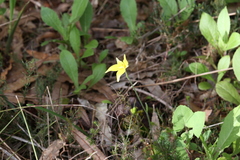 Caladenia flava flava