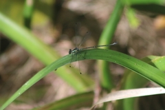Austroargiolestes icteromelas