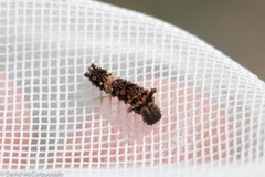 Limenitidinae
