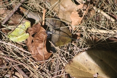 Austroargiolestes icteromelas