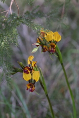 Diuris magnifica