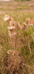 Cirsium vulgare