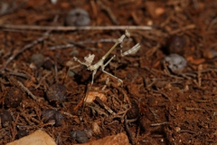Empusa fasciata