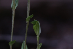 Pterostylis ectypha