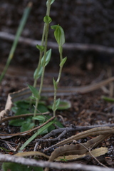 Pterostylis ectypha