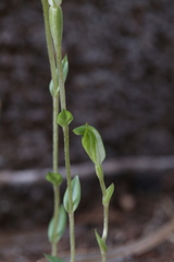Pterostylis ectypha