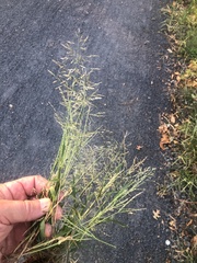 Eragrostis pectinacea