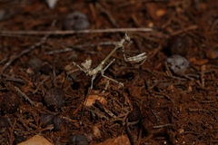 Empusa fasciata