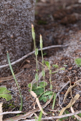 Pterostylis ectypha