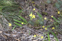 Caladenia flava flava