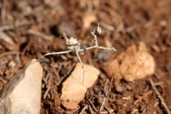 Empusa fasciata