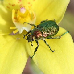 Diphucephala