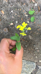 Brassica rapa