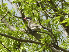 Acanthagenys rufogularis