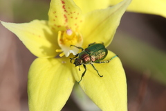 Diphucephala