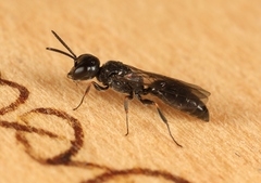 Passaloecus singularis