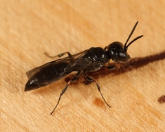Passaloecus singularis