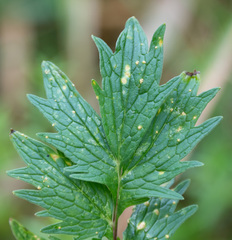 Puccinia commutata