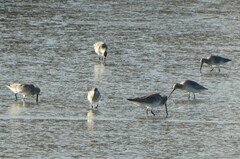 Limosa lapponica