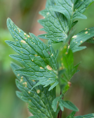Puccinia commutata