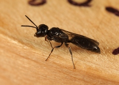 Passaloecus singularis
