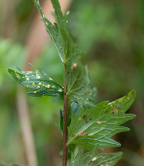 Puccinia commutata