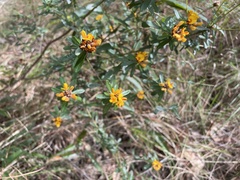 Pultenaea myrtoides