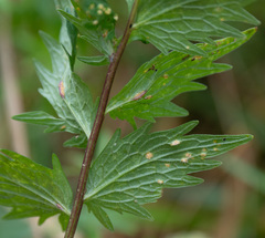 Puccinia commutata