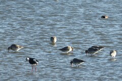 Limosa lapponica