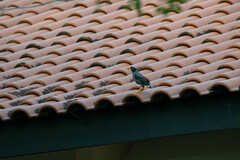 Acridotheres javanicus