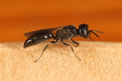 Passaloecus singularis