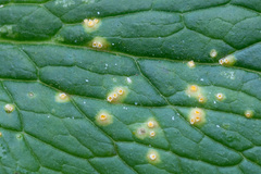Puccinia commutata