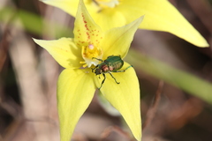 Caladenia flava flava