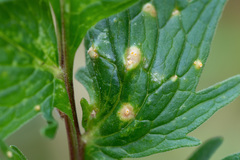 Puccinia commutata