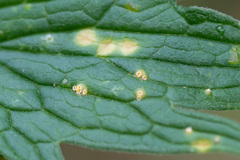 Puccinia commutata