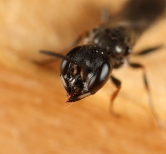 Passaloecus singularis
