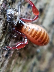 Neobisium