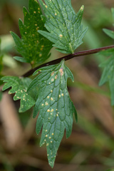 Puccinia commutata